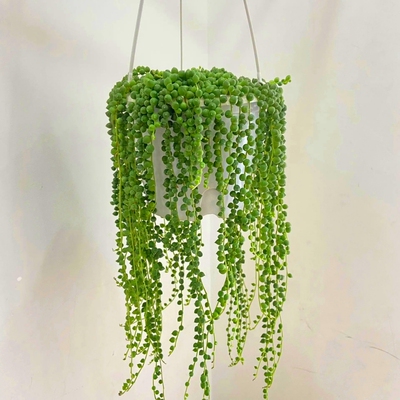 大盆稀有精品多肉垂吊系列