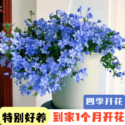 蓝雪花花苗四季花卉阳台盆栽庭院花卉爬藤爬墙蓝色花卉耐热夏季