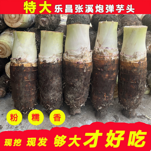 正宗韶关乐昌炮弹芋头新鲜蔬菜现挖粉糯香甜槟榔芋张溪香芋大芋头
