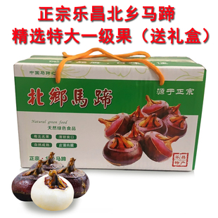 精选特大马蹄广东乐昌北乡马蹄荸荠特级新鲜脆甜无渣即食当季水果
