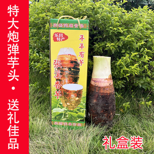 礼盒装正宗乐昌张溪炮弹芋头大槟榔芋新鲜蔬菜粉糯香广东韶关特产