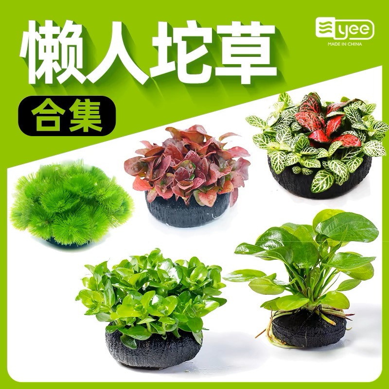 造景趴地植物鱼缸新手懒人水草