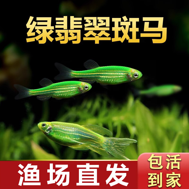绿翡翠斑马斑马观赏鱼热带小型鱼