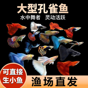 孔雀热带观赏鱼苗淡水小型小鱼好养耐活耐养金鱼凤尾斑马活鱼