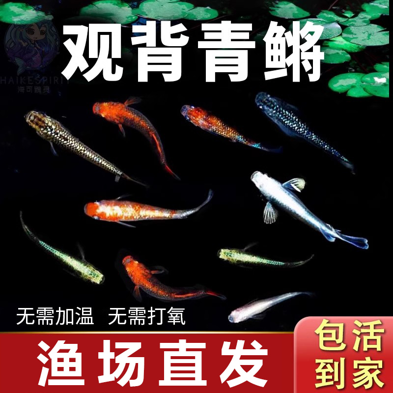 观背青鳉鱼观赏鱼冷水好养