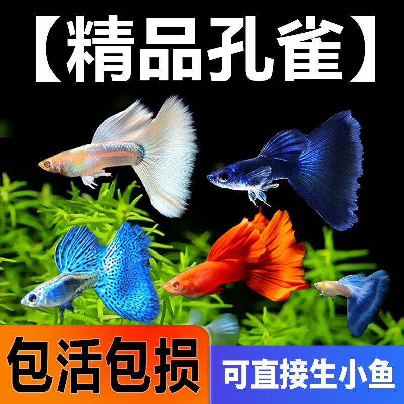 孔雀鱼精品热带鱼好养耐活小鱼
