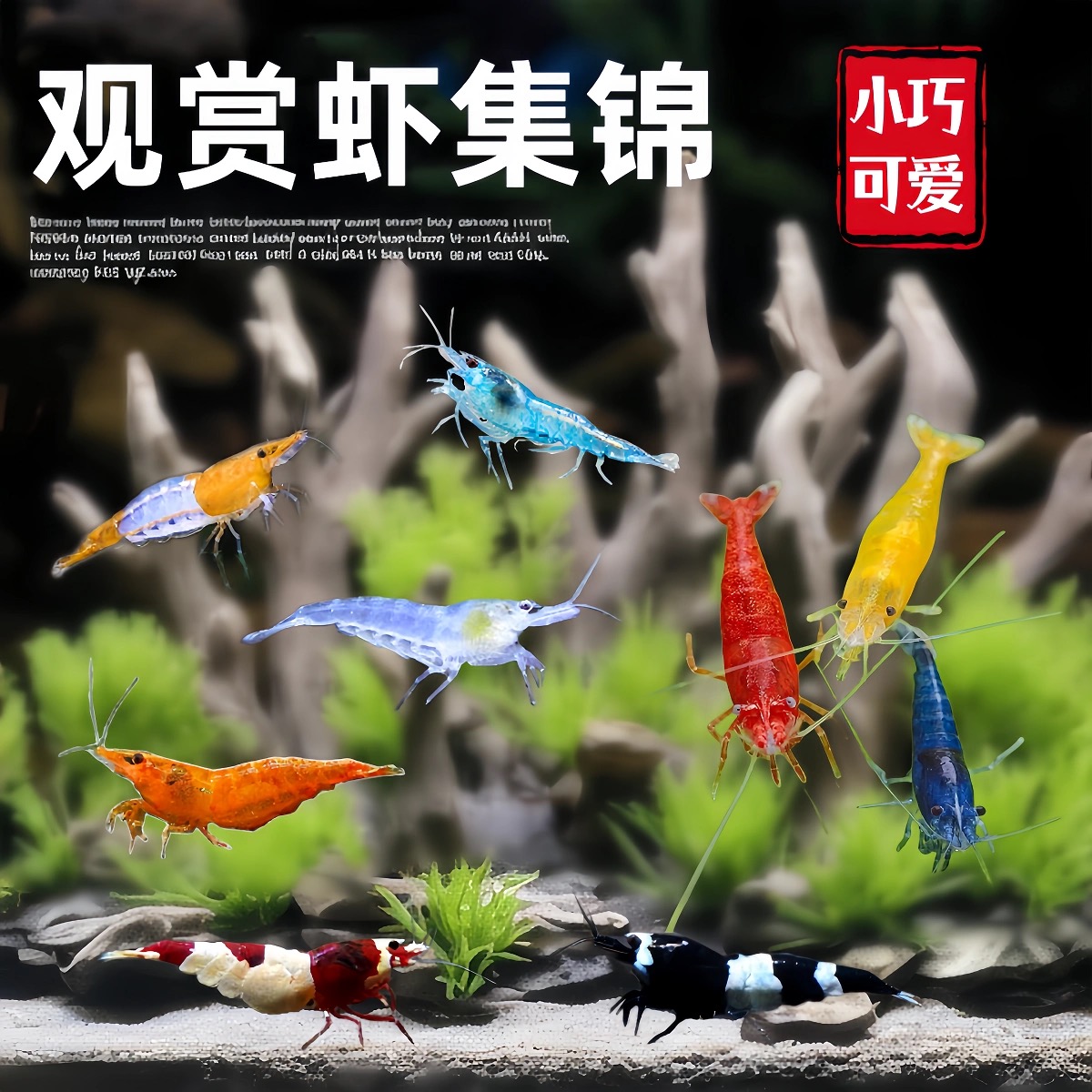 观赏虾除藻虾水草清洁鲜活工具虾