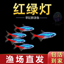 红绿灯鱼活体热带观赏鱼小型淡水鱼新手好养黑尾大勾鱼草缸群游鱼