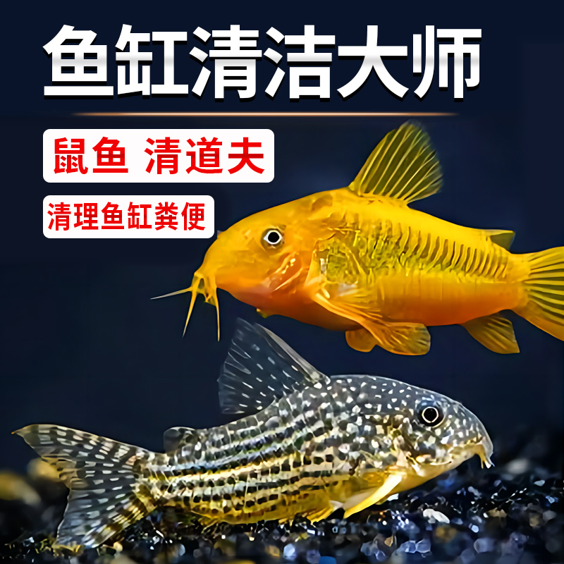 清道夫鱼金苔鼠鱼缸清洁工除藻工具鱼小型底栖观赏鱼淡水吃垃圾鱼-封面