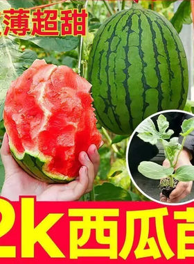 【下单立减30】麒麟西瓜8424皮薄汁水足盆栽阳台小院种植西瓜苗