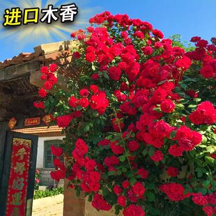【下单立减30】红木香树苗四季开花爬藤禄植物黄木香花大苗庭院