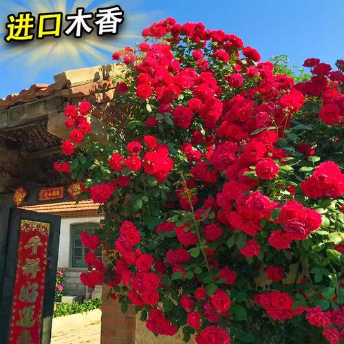 【下单立减30】红木香树苗四季开花爬藤禄植物黄木香花大苗庭院