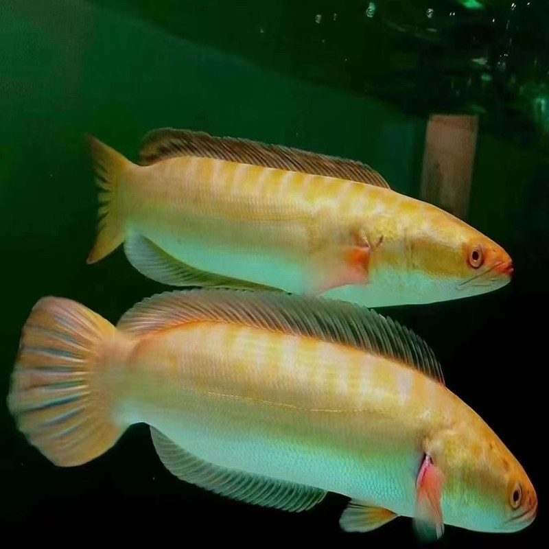 黄化大铅笔鱼活雷龙小盾鳢多曼大型凶猛肉食龙鱼配鱼稀缺观赏鱼