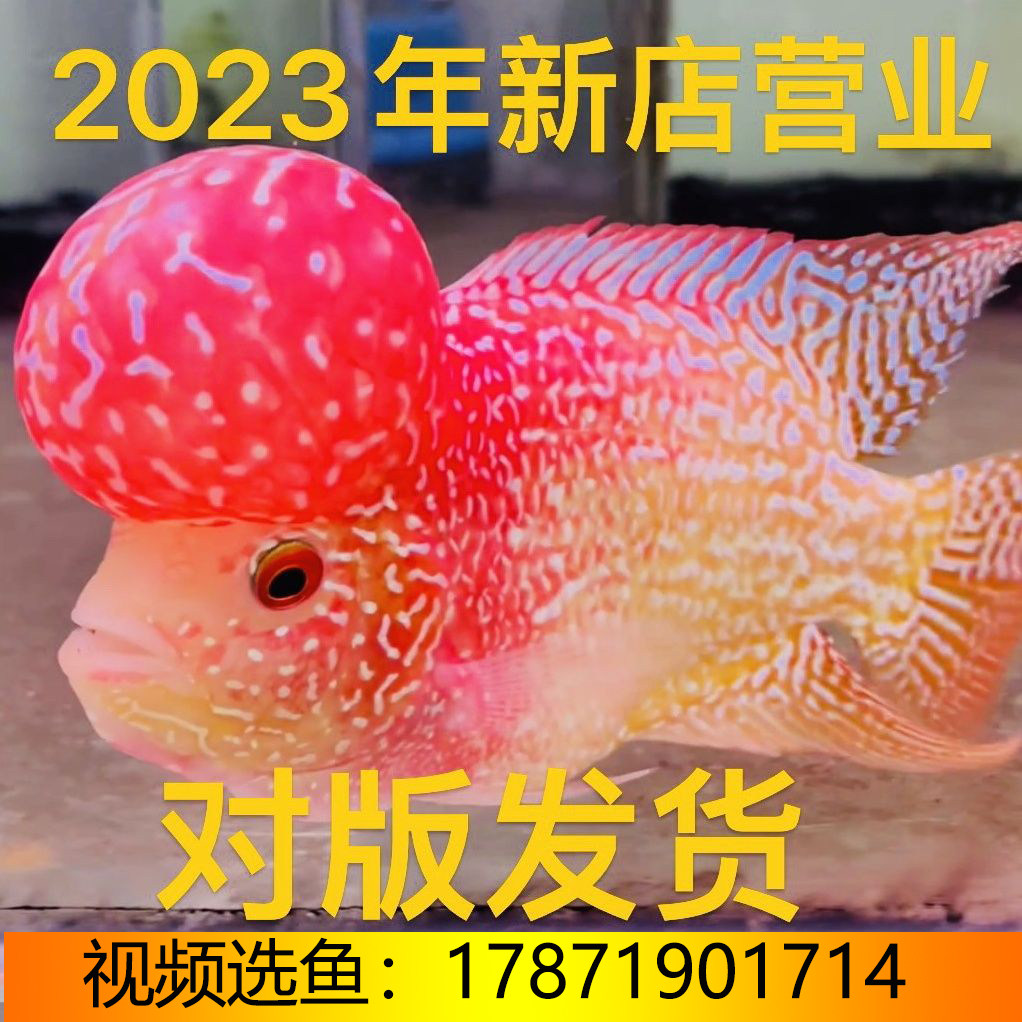 罗汉鱼泰国进口观赏鱼热带鱼火凤泰金麒麟高起头亚成金花好养耐活