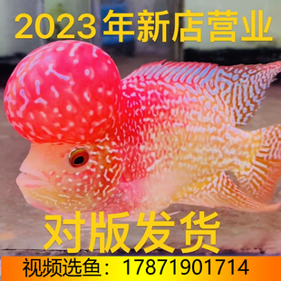 罗汉鱼泰国进口观赏鱼热带鱼火凤泰金麒麟高起头亚成金花好养耐活