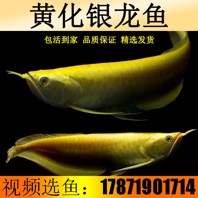 红眼白子黄化银龙非洲黑龙黑带银龙鱼观赏热带鱼混养龙鱼活体配鱼