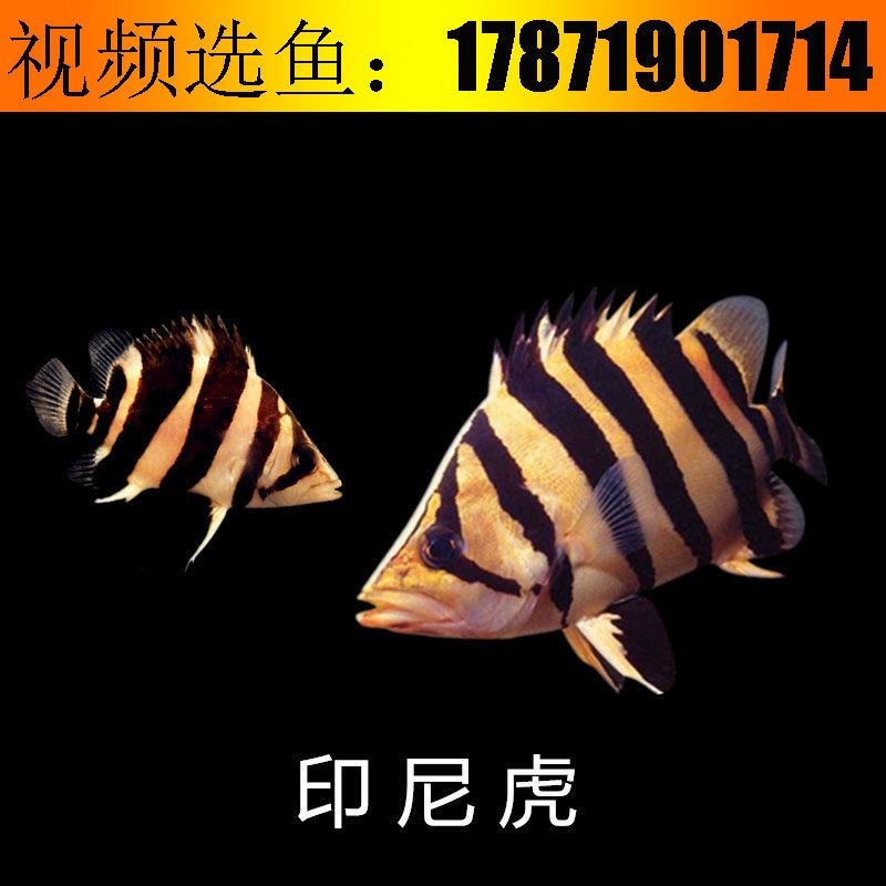 正宗苏虎 苏门答腊虎鱼热带印尼三纹虎四纹虎包肚围脖精品观赏鱼