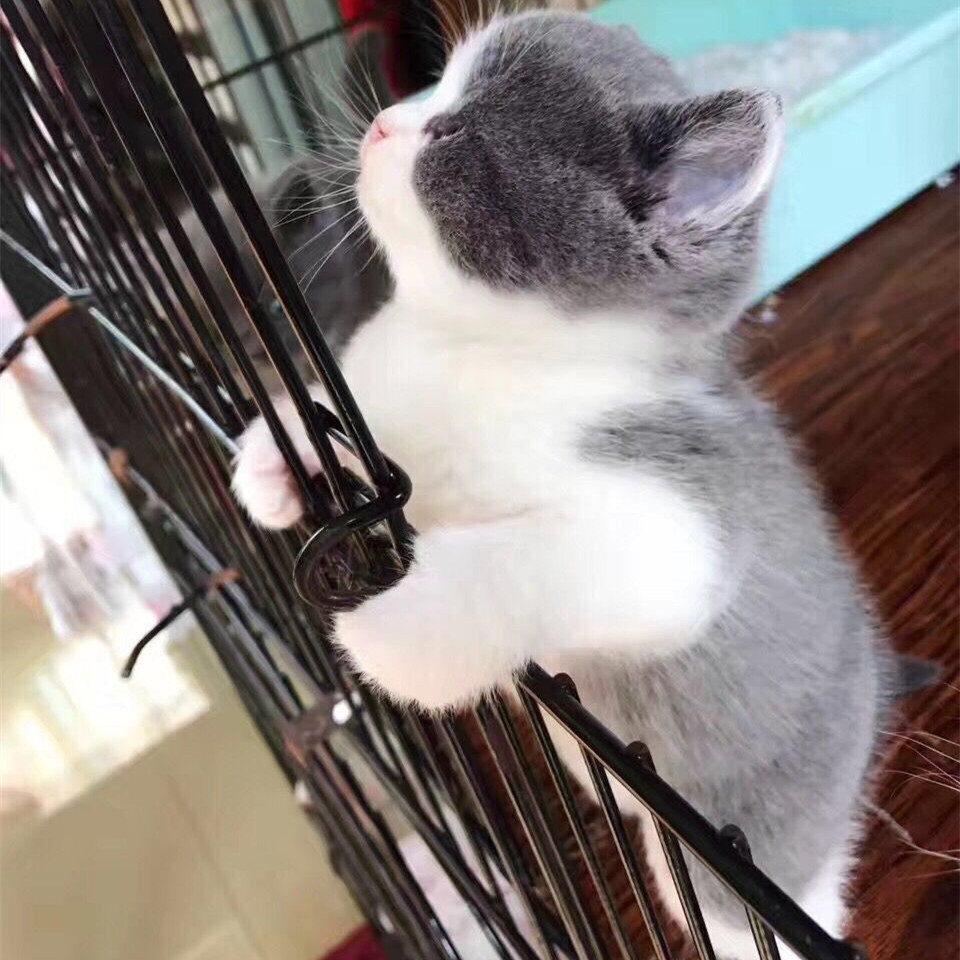 纯种英短蓝白猫幼猫折耳英国短毛猫矮脚小猫活物幼崽活体宠物猫咪