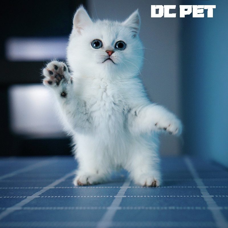 纯种英短银渐层幼猫折耳英国短毛猫矮脚小猫活物幼崽活体宠物猫咪