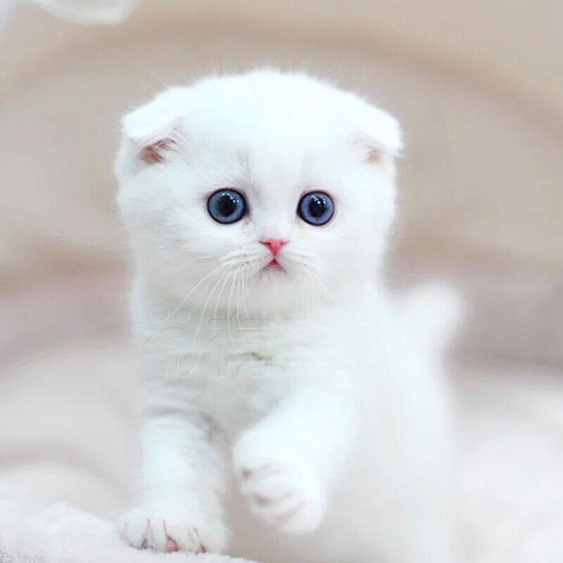 猫咪活物纯白英短猫咪银渐层银点白猫猫咪英国短毛猫幼崽幼猫出售