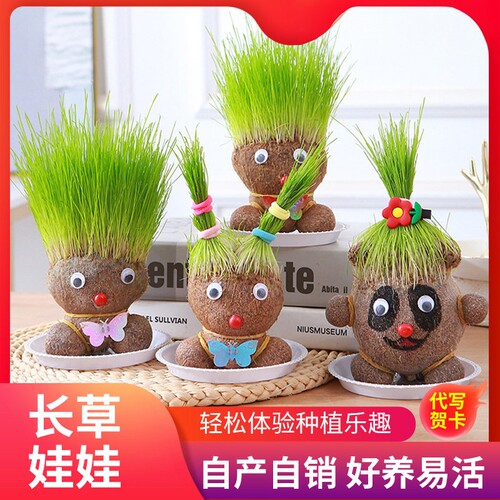 草头娃娃盆栽草娃娃儿童植物水培