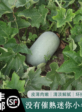 大伯农场自种蔬菜冬瓜迷你小冬