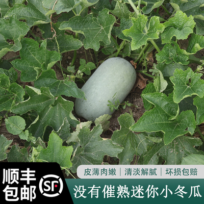 大伯农场自种蔬菜冬瓜迷你小冬