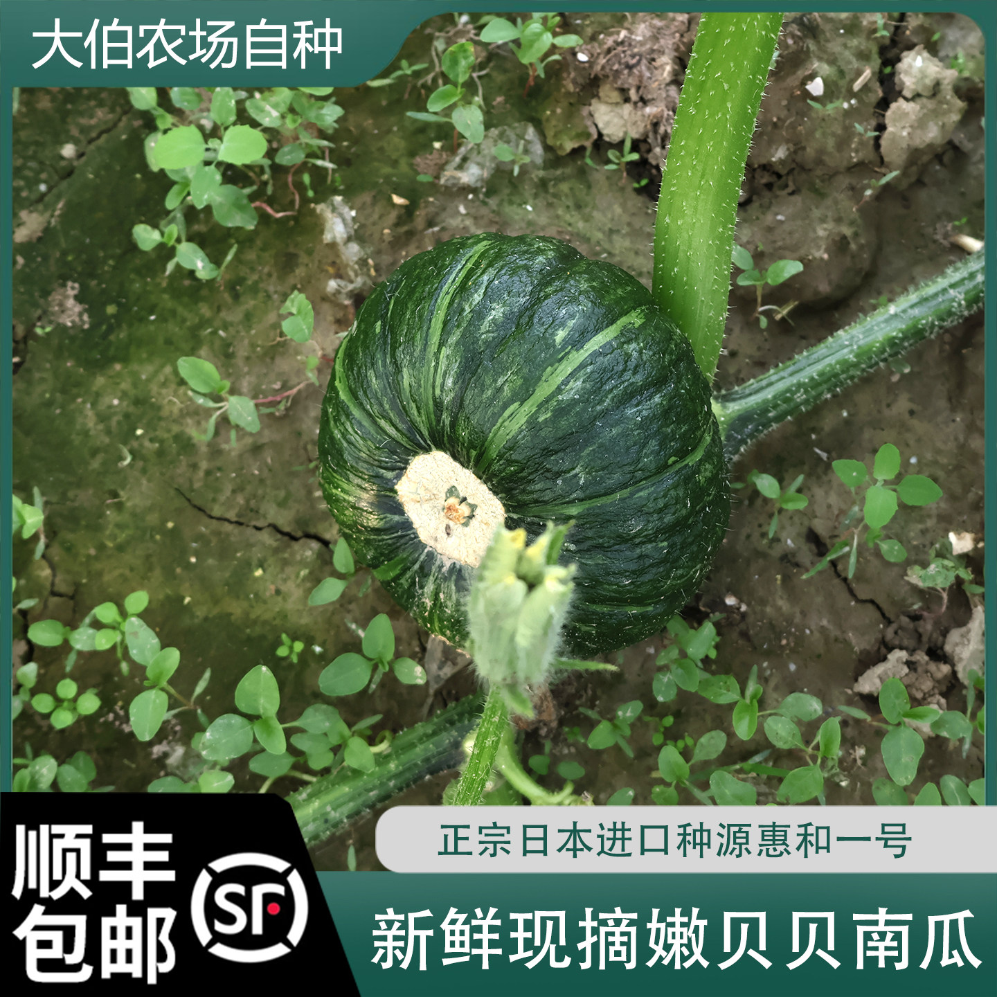 顺丰包邮 嫩贝贝南瓜  惠和一号   新鲜现摘现发  炒菜食用
