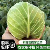 苏北特产农家自种甘南卷心菜包菜甜脆新鲜当季 顺丰 包邮