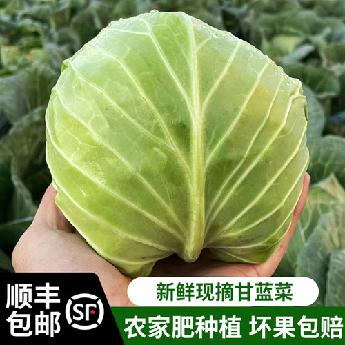 甘南新鲜现摘顺丰包邮