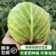 苏北特产农家自种甘南卷心菜包菜甜脆新鲜当季 顺丰 包邮