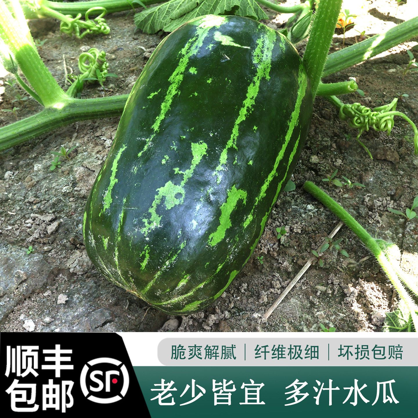 顺丰包邮农家自种 稍瓜 脆瓜 青皮爽口孕妇生吃 时令 瓜果新鲜