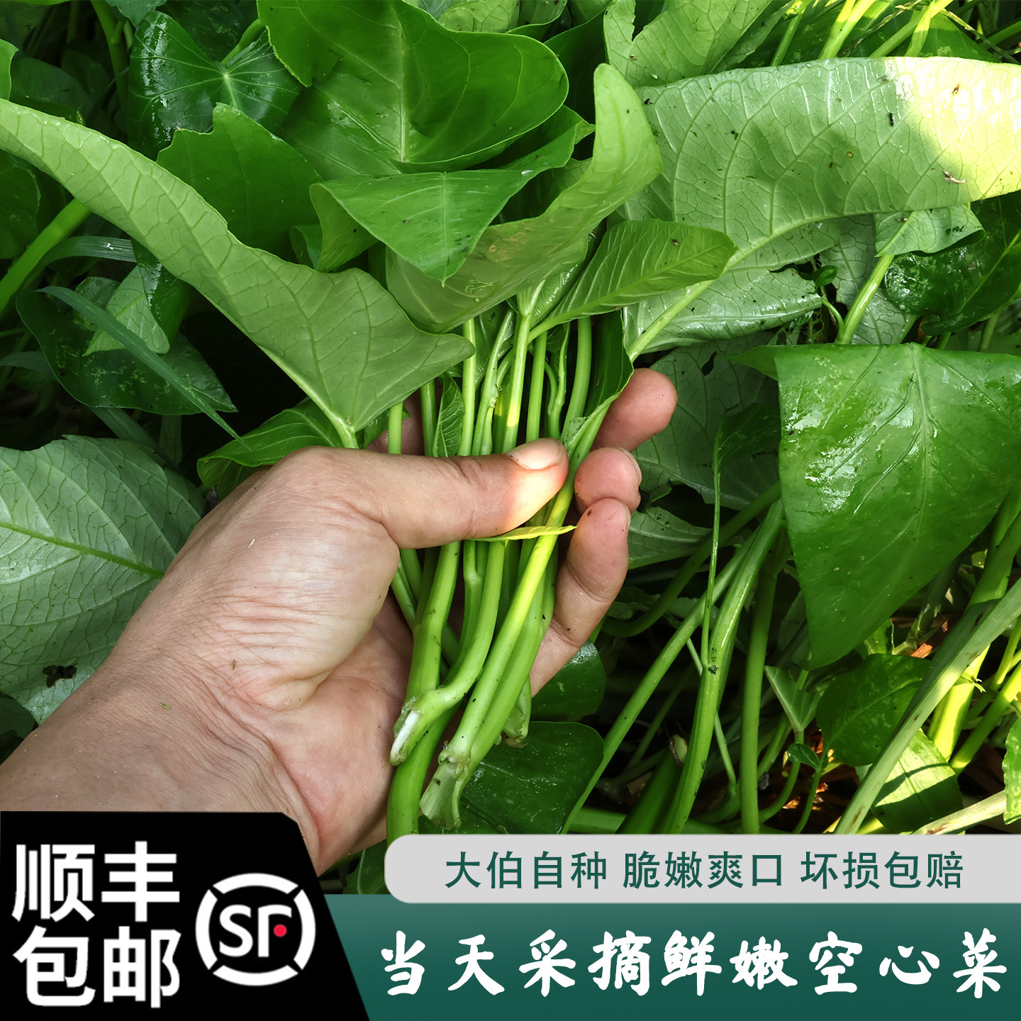 叶子菜无公害蔬菜空心菜新鲜