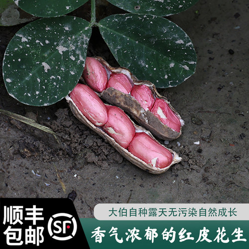 大伯农场自种红皮带壳花生顺丰