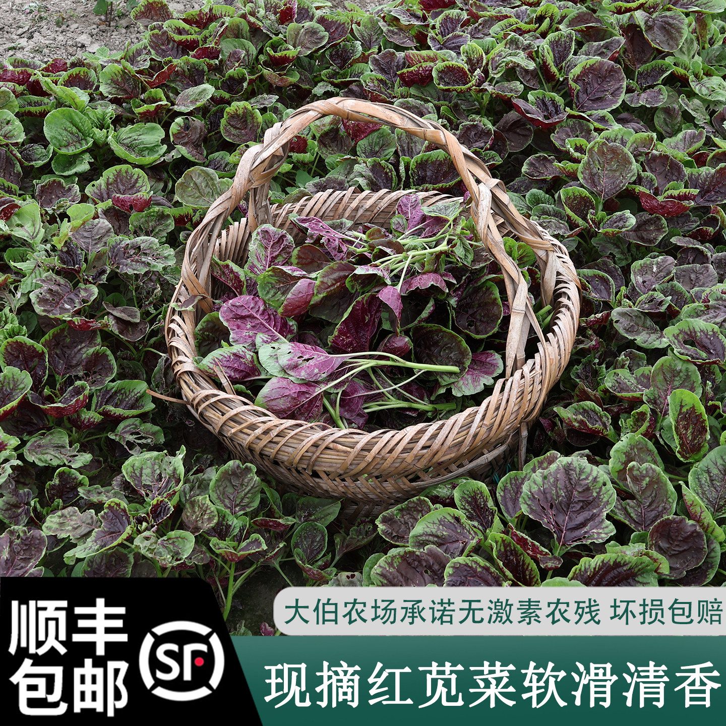 大伯农场自种无抗新鲜苋菜