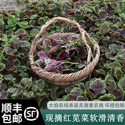 顺丰包邮大伯自种自销 苋菜新鲜 红叶无抗种植现摘现发