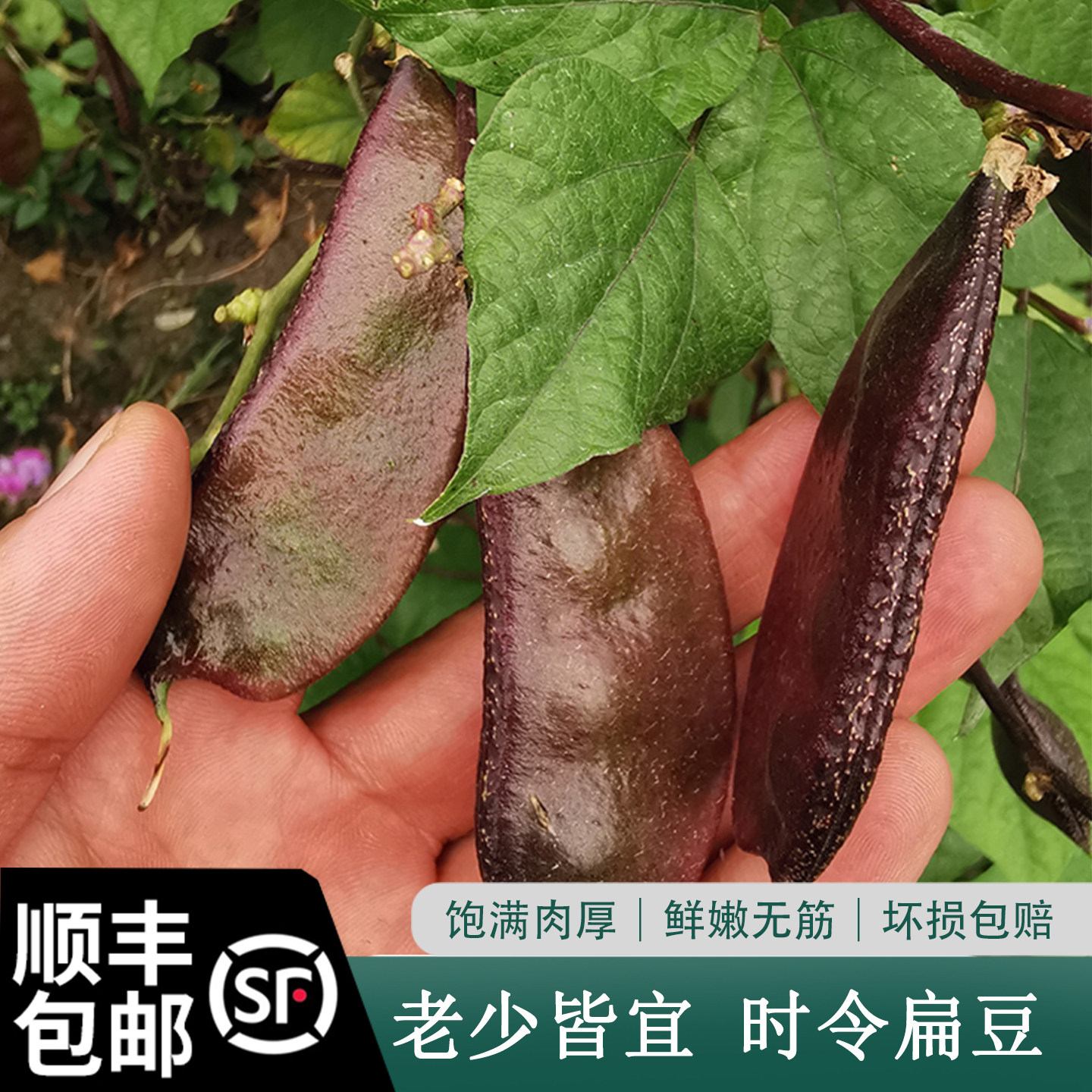 顺丰包邮农家自种蔬菜 扁豆新鲜 扁豆角 紫红扁豆 现摘当季时令菜
