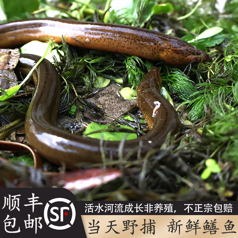 顺丰包邮东台正宗野外（非养殖）新鲜黄鳝鳝鱼活体当天现捕