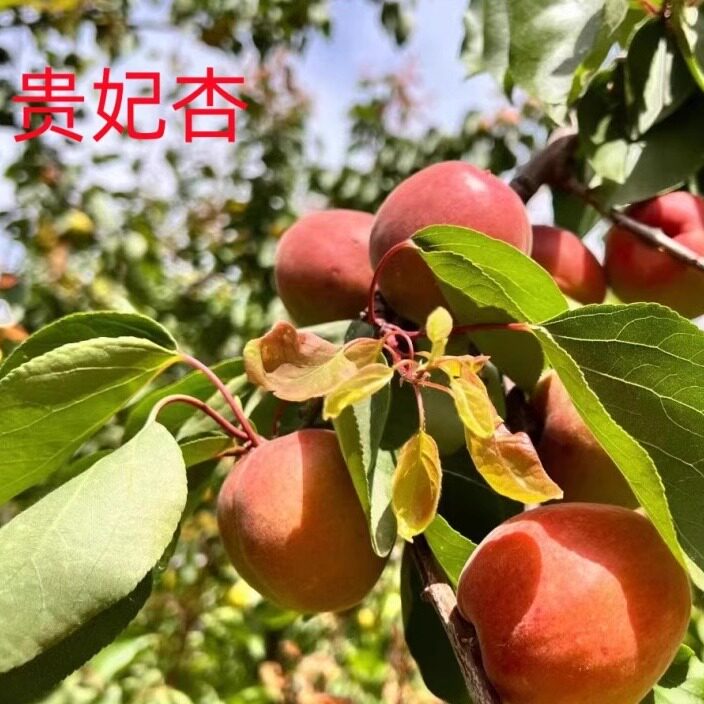 杏 胭脂红杏 贵妃杏 陕西礼泉贵妃杏