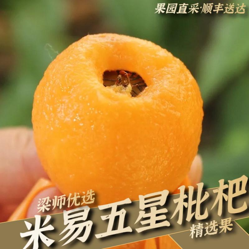「果园现采顺丰」四川攀枝花米易高山五星枇杷应季(精选特大果)