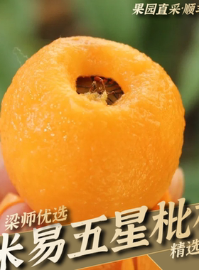 「果园现采顺丰」四川攀枝花米易高山五星枇杷应季(精选特大果)