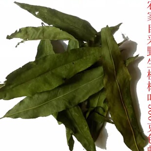 初级农产品今年桃树叶 干毛桃叶自晒桃子叶新鲜晒干桃树叶桃叶