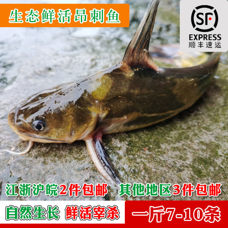 生态自然生长黄颡鱼黄骨昂刺鱼黄腊昂丁新鲜食用淡水活体鲜活水产