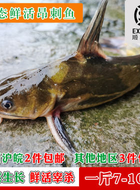 鲜活水产自然生长黄颡鱼野外捕捞