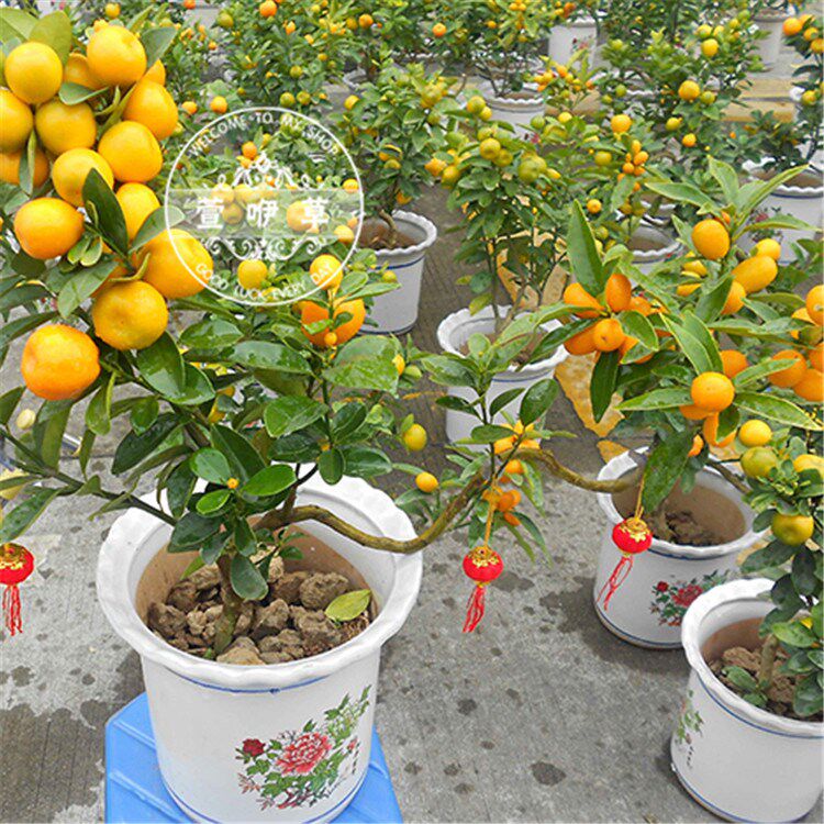 金桔苗木价格 金桔苗木图片 星期三