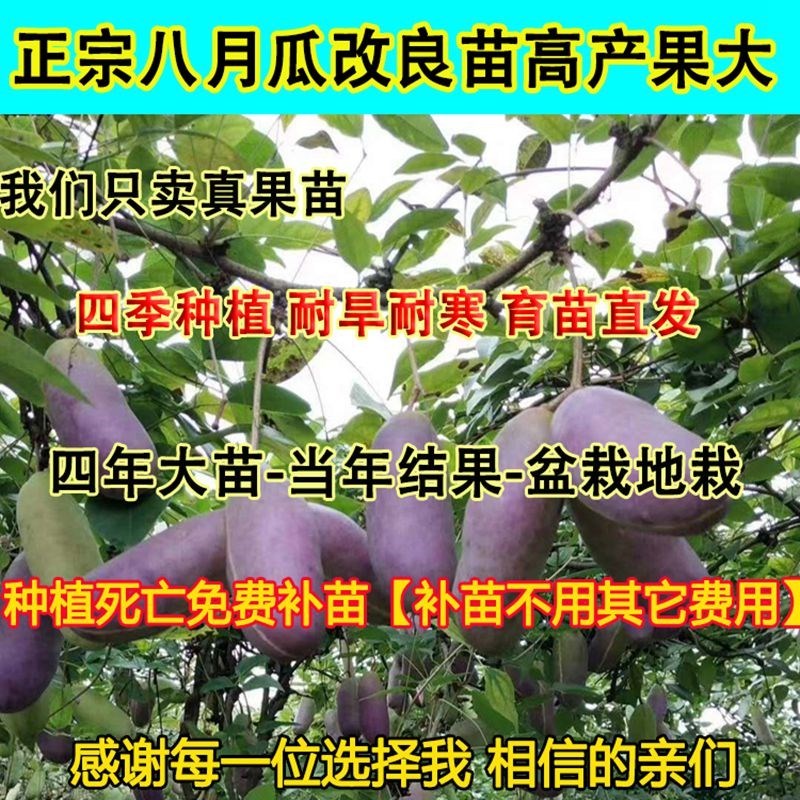 正宗八月瓜苗果树苗野生八月炸瓜果苗南方四季九月黄
