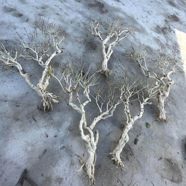 去皮造型树枝装饰树干枝枯树杆龙骨造景树玄关屏风摆件霸王歪脖树