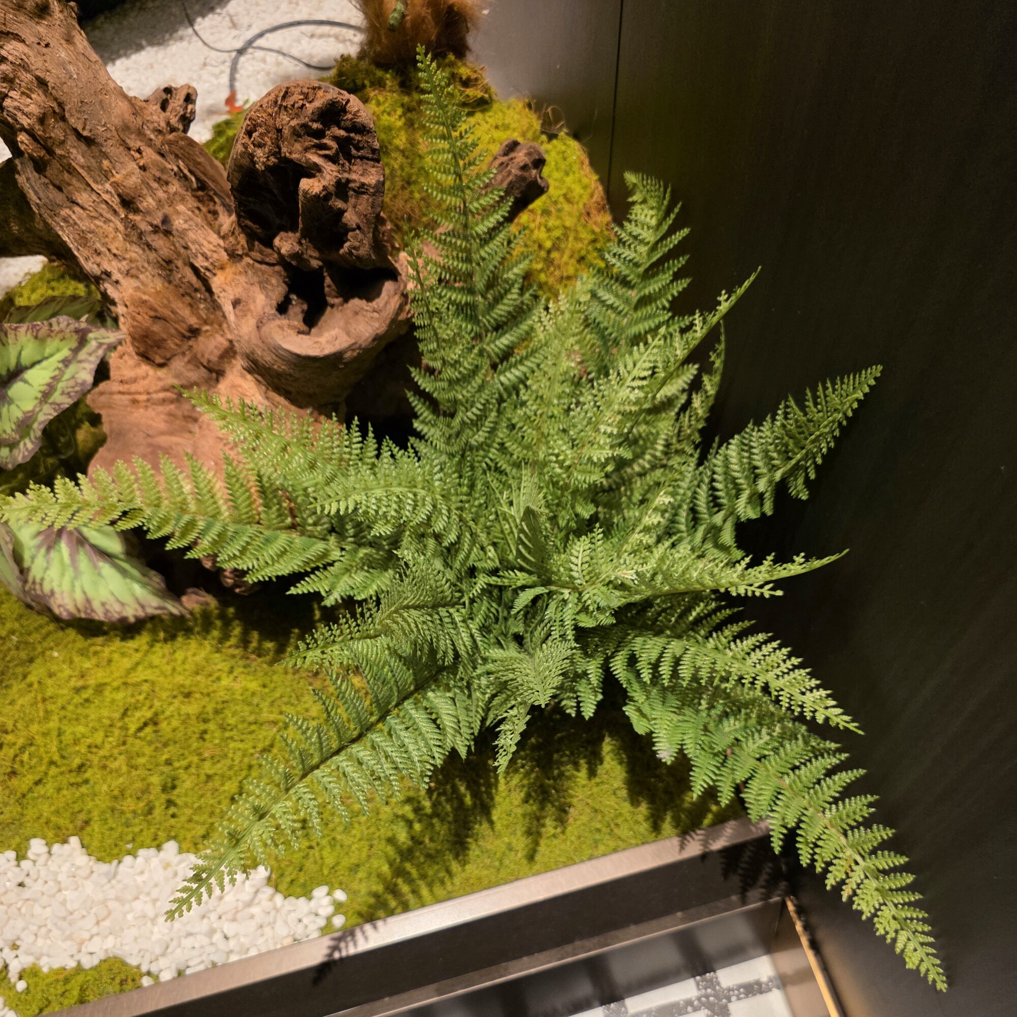 仿真蕨类植物森系装饰小草把束自然风室内装饰高端波斯草假小草
