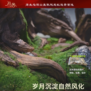 枯木根雕爬宠缸造景风化木DIY装饰森系拍摄场景造型漂亮木头摆件