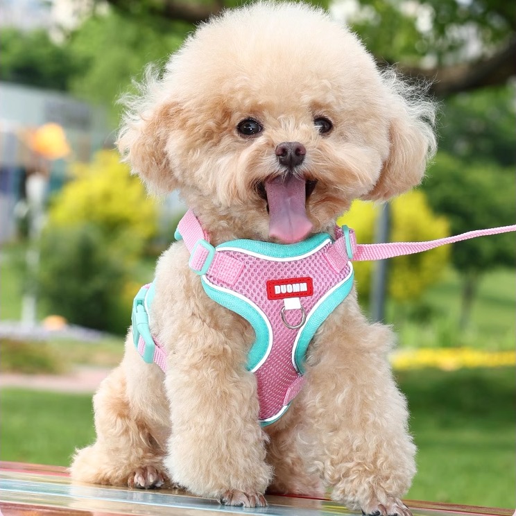 背心式狗狗牵引绳小型犬泰迪贵宾博美胸背带小狗幼犬遛狗绳狗链子